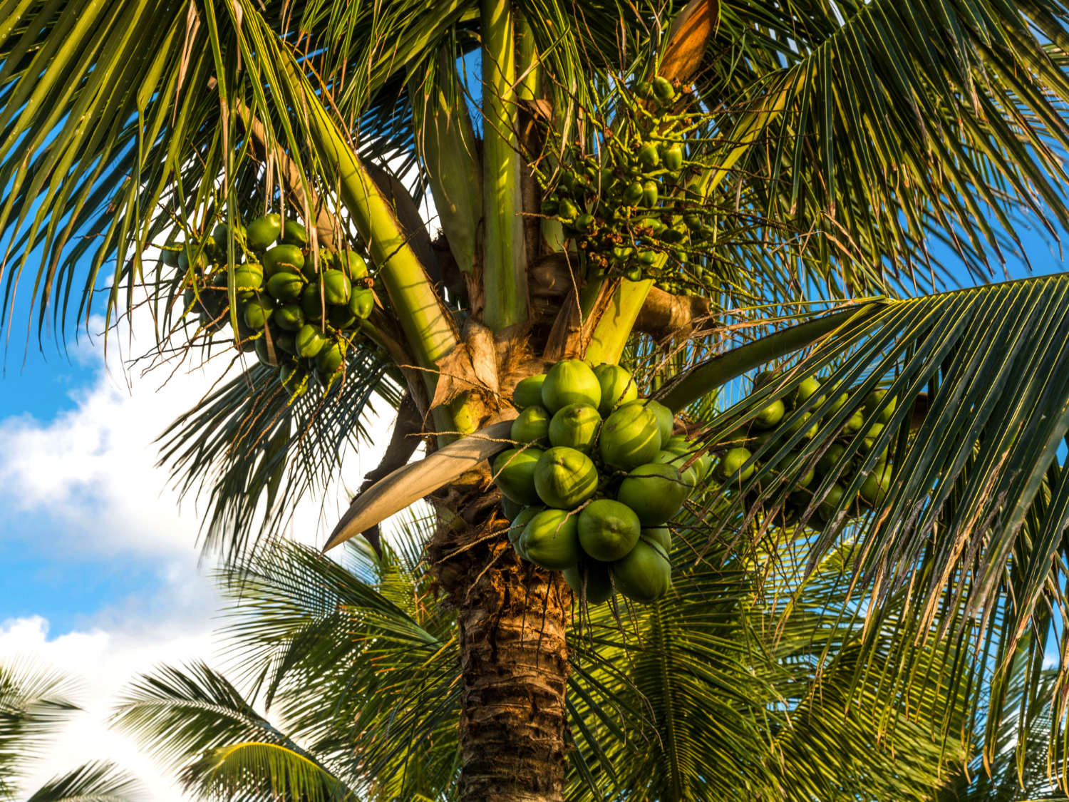 Edible Coconut Oil: How to Improve Your Health with Taste!