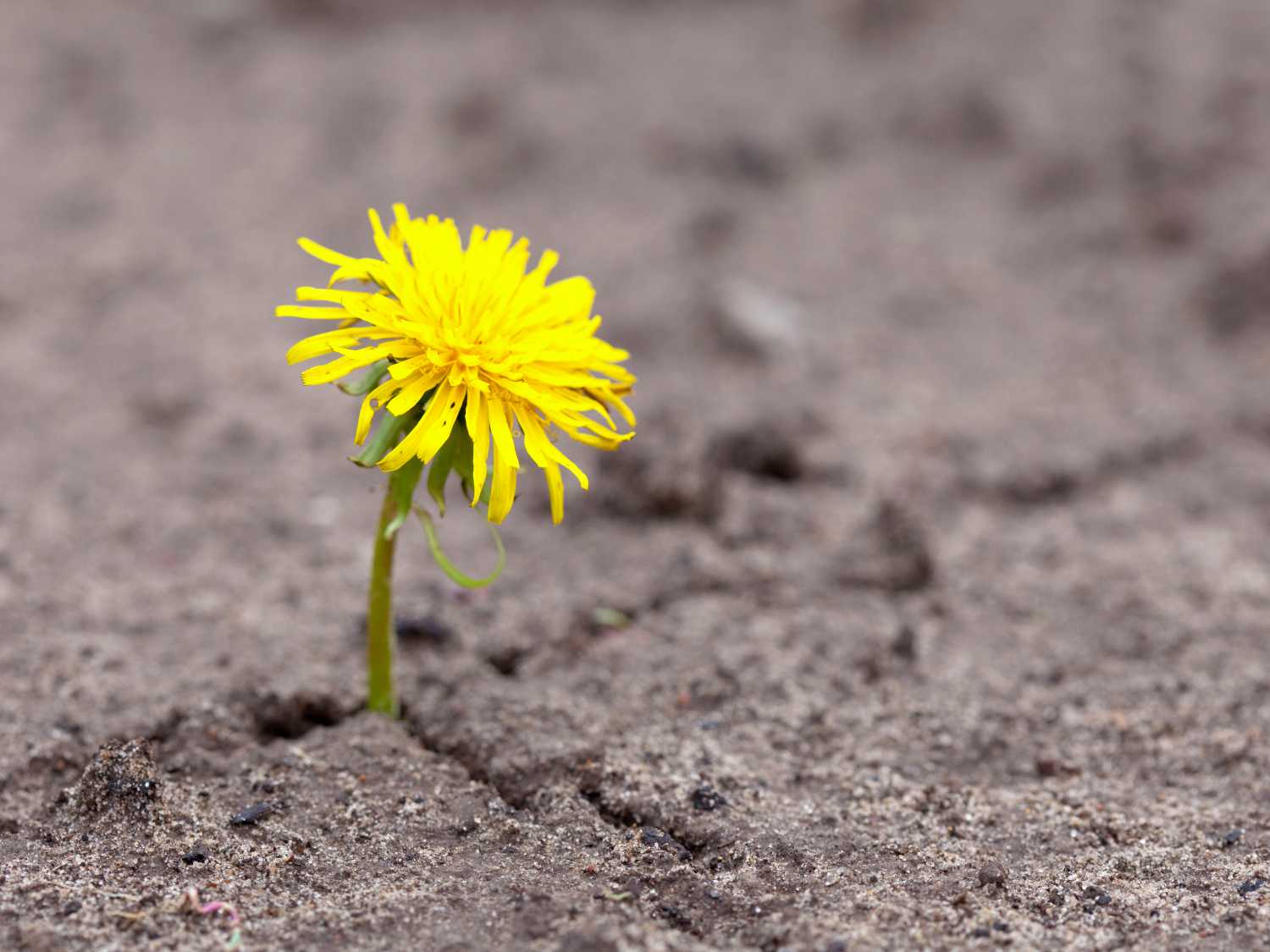 Resilience: what is this hidden strength