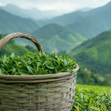 Organic Japanese Gyokuro Green Tea