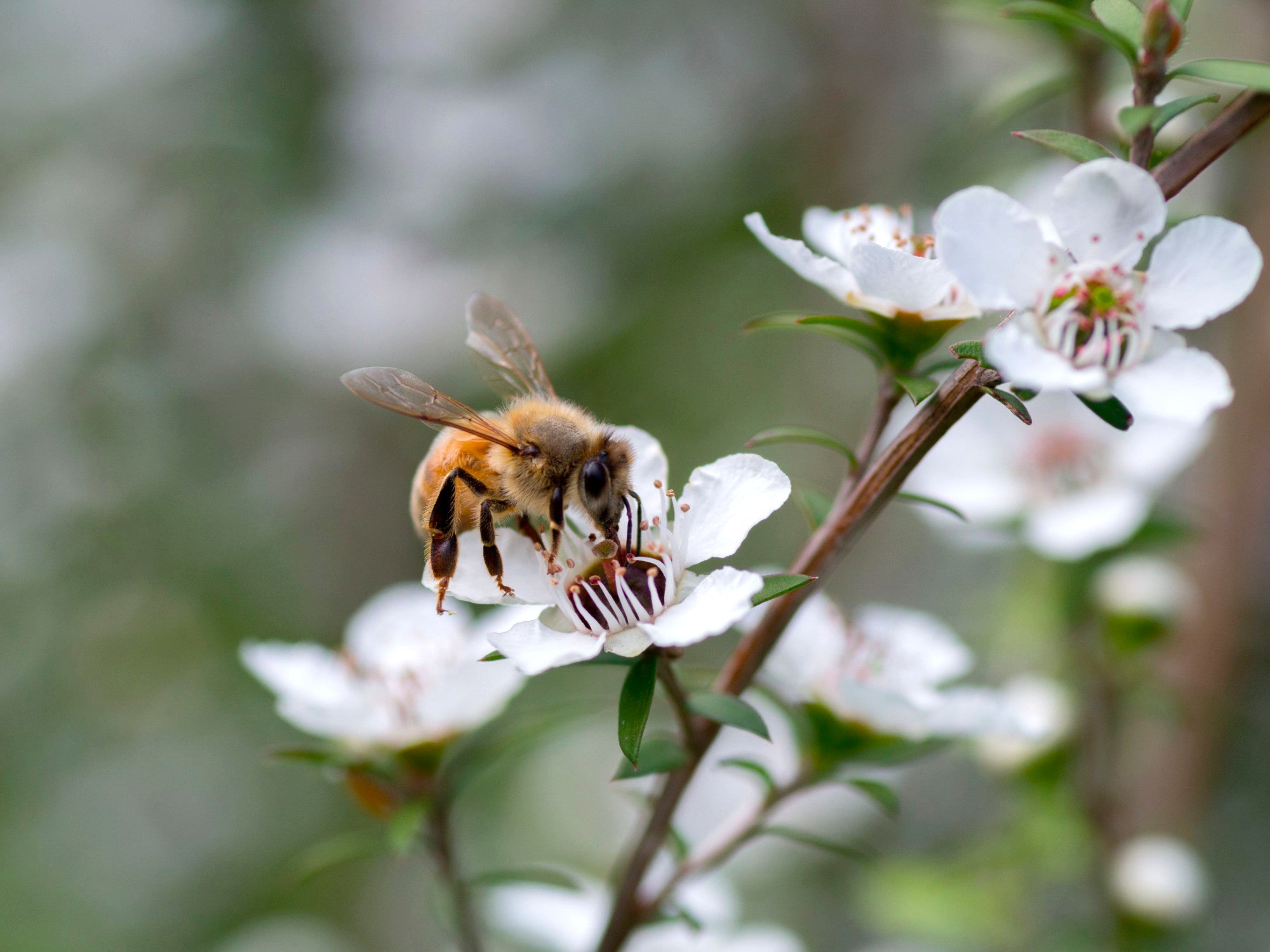 Manuka Honey and its beneficial properties: what is methylglyoxal?