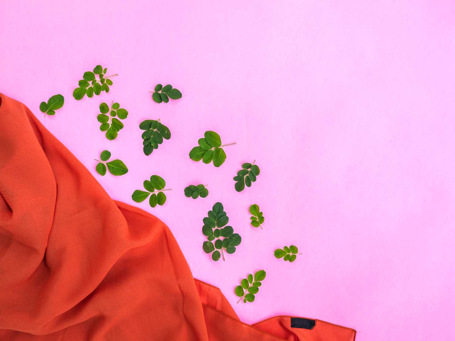 Moringa oleifera, why they call it “the miracle plant”
