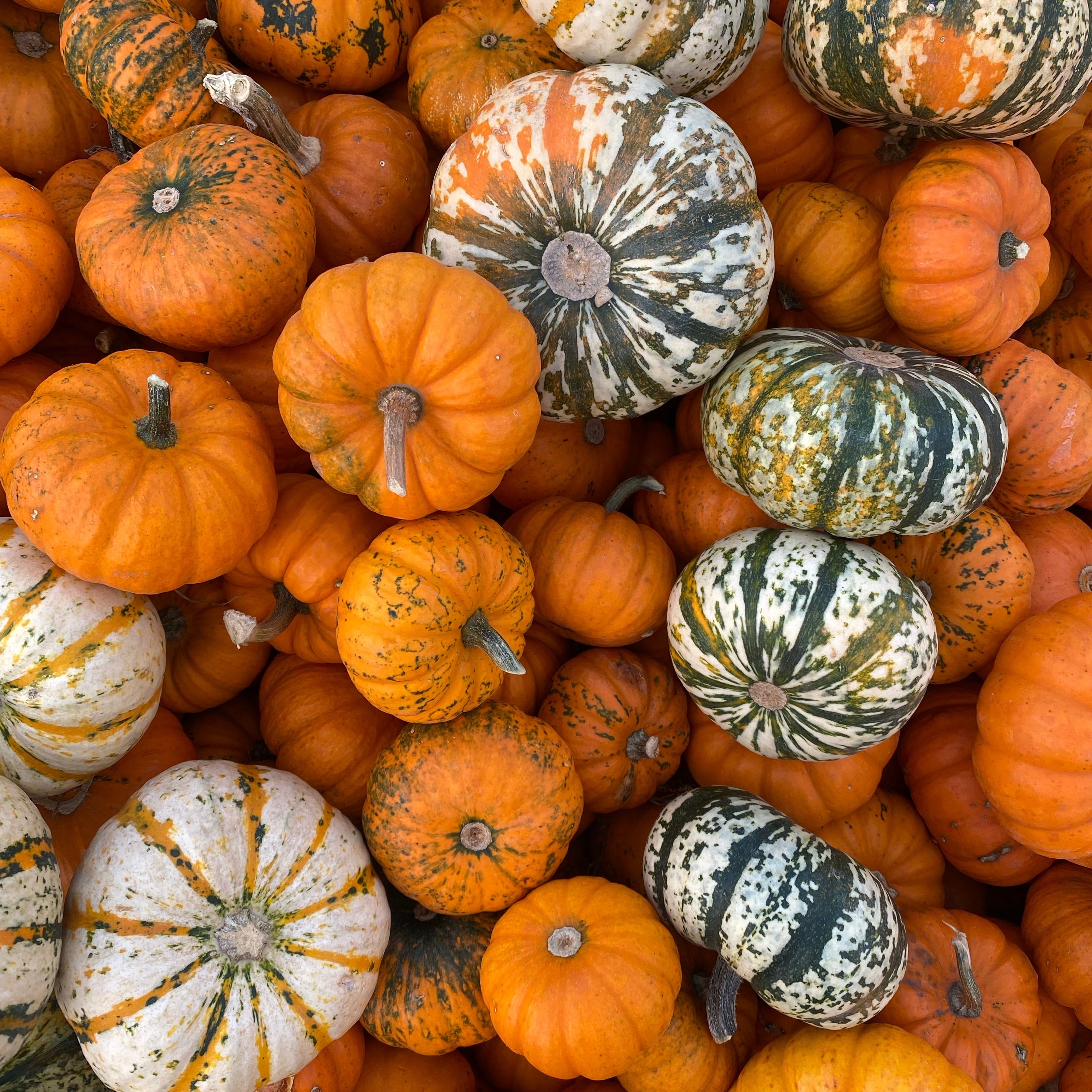 Pumpkin spice 101: make it at home and elevate your autumn recipes