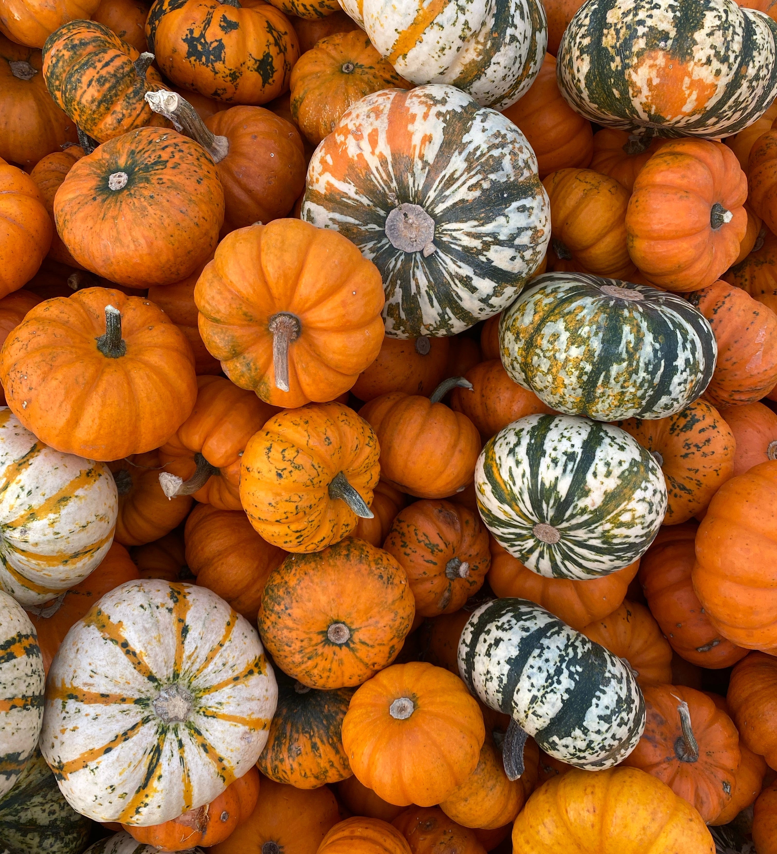 Pumpkin spice 101: make it at home and elevate your autumn recipes