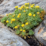 Rhodiola Rosea Capsules