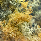 Irish Sea Moss Capsules