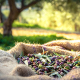 Extra Virgin Olive Oil